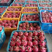 Dragon Fruit Malaysia