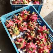 Dragon Fruit Malaysia