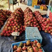 Dragon Fruit Malaysia