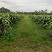 Dragon Fruit Malaysia