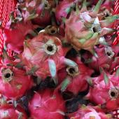 Dragon Fruit Malaysia