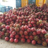 Dragon Fruit Malaysia