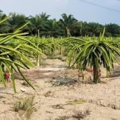 Dragon Fruit Malaysia