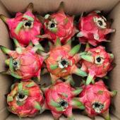 Dragon Fruit Malaysia