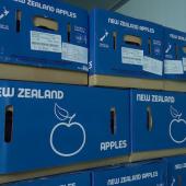 NEW ZEALAND APPLES