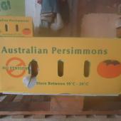 AUSTRALIAN PERSIMMONS