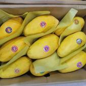 Pakistan Mango Fruit 5KG
