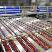 NZ Cherries - 32mm - 34mm Size