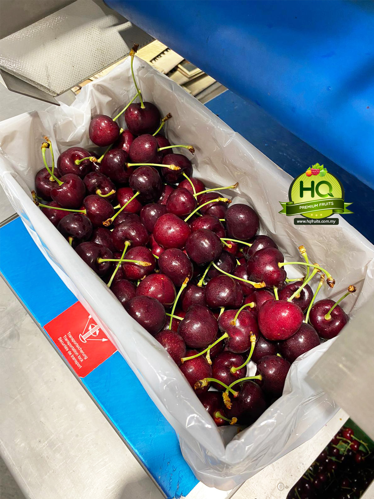 cherry cherry fruit new zealand cherry sweet cherries NZ