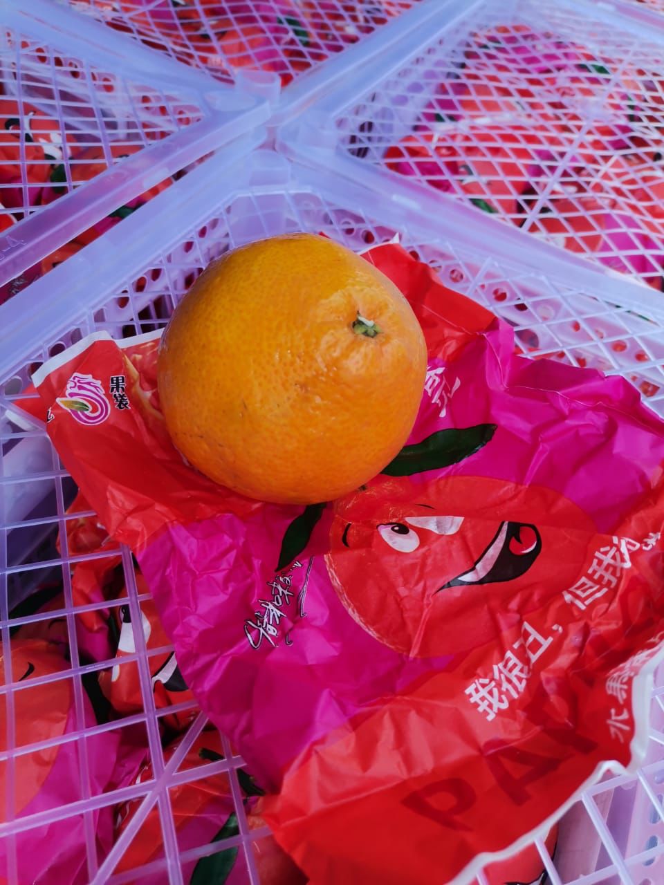 Papagan - Ugly Orange 耙耙柑 30pcs